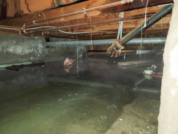 Best Mold removal after water damage  in Haslett, MI