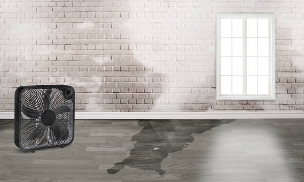 Best Water damage cleanup near me  in Haslett, MI